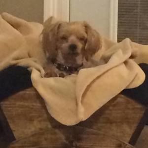 Meet your Posher, Lynette